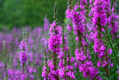 Lincolnshire Pond Plants Lythrum Salicaria3X 9Cm PlantsMarginal Aquatic Pond Plant from B&Q