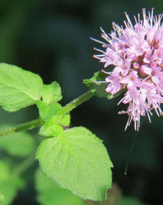 Lincolnshire Pond Plants Mentha Aquatica3X 9Cm PlantsMarginal Aquatic Pond Plant from B&Q