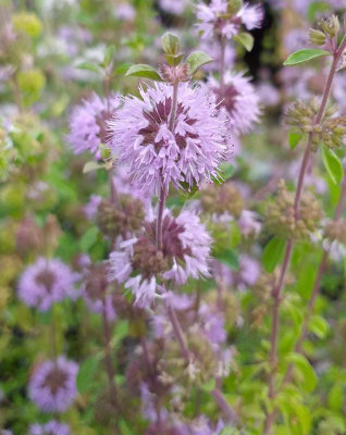 Lincolnshire Pond Plants Mentha Pulegium3X 3Ltr PlantsMarginal Aquatic Pond Plant from B&Q