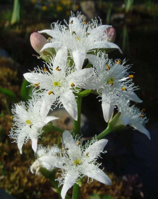 Lincolnshire Pond Plants Ltd Marginal Plants - Pond Plants (Menyanthes Trifoliata) - 3X 9Cm Plants