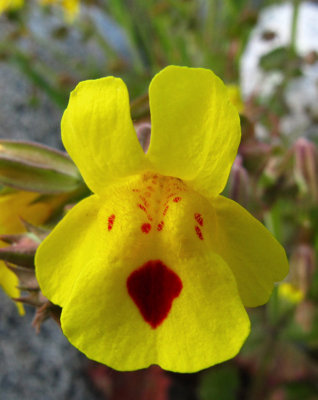 Lincolnshire Pond Plants Ltd Marginal Plants - Pond Plants (Mimulus Guttatus) - 3X 9Cm Plants