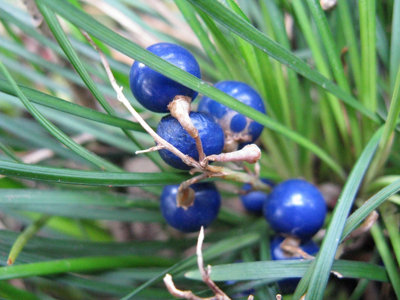 Lincolnshire Pond Plants Ophiopogon Japonicus3X 9Cm PlantsMarginal Aquatic Pond Plant from B&Q