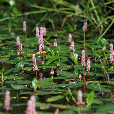 Lincolnshire Pond Plants Persicaria Amphibia3X 1Ltr PlantsMarginal Aquatic Pond Plant from B&Q