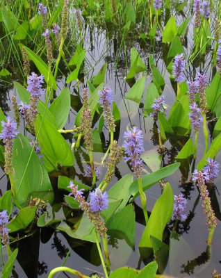 Lincolnshire Pond Plants Pontederia Cordata3X 3Ltr PlantsMarginal Aquatic Pond Plant from B&Q