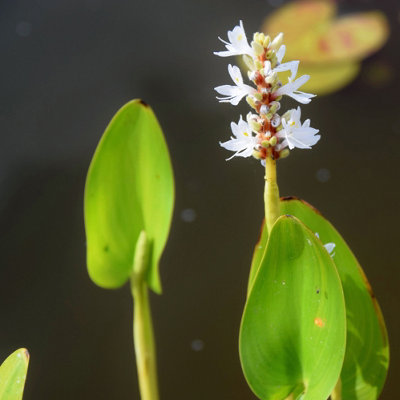 Lincolnshire Pond Plants Pontederia Cordata 'alba'2X Plants And 2X Pots & CompostMarginal Aquatic Pond Plant from B&Q