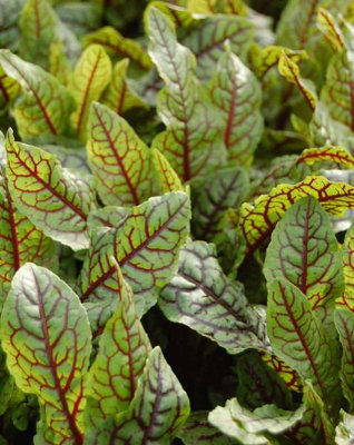 Lincolnshire Pond Plants Rumex Sanguineus3X 1Ltr PlantsMarginal Aquatic Pond Plant from B&Q