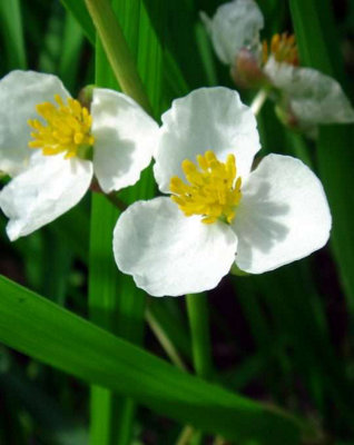 Lincolnshire Pond Plants Ltd Marginal Plants - Pond Plants (Sagittaria Platyphylla) - 3X 9Cm Plants