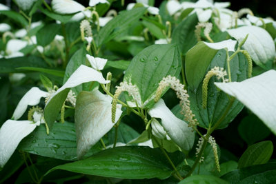 Lincolnshire Pond Plants Saururus Chinensis3X 1Ltr PlantsMarginal Aquatic Pond Plant from B&Q
