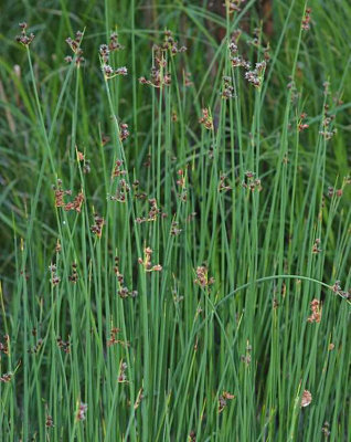 Lincolnshire Pond Plants Scirpus Lacustris3X 3Ltr PlantsMarginal Aquatic Pond Plant from B&Q