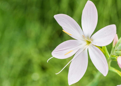 Lincolnshire Pond Plants Schizostylis Coccinea 'alba'2X Plants And 2X Pots & CompostMarginal Aquatic Pond Plant from B&Q