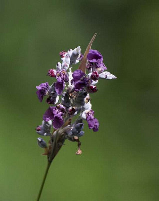 Lincolnshire Pond Plants Thalia Dealbata3X 3Ltr PlantsMarginal Aquatic Pond Plant from B&Q