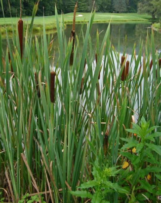 Lincolnshire Pond Plants Typha Angustifolia3X 1Ltr PlantsMarginal Aquatic Pond Plant from B&Q