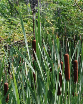 Lincolnshire Pond Plants Typha Latifolia3X 1Ltr PlantsMarginal Aquatic Pond Plant from B&Q