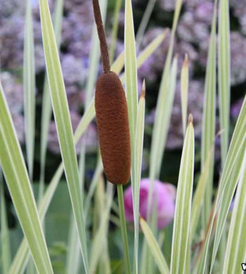 Lincolnshire Pond Plants Typha Latifolia Variegated3X 1Ltr PlantsMarginal Aquatic Pond Plant from B&Q