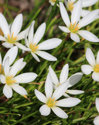 Lincolnshire Pond Plants Zephyranthes Candida2X Plants And 2X Pots & CompostMarginal Aquatic Pond Plant from B&Q