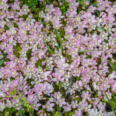 Lincolnshire Pond Plants Anagellis Tenella3X 3Ltr PlantsMarginal Aquatic Pond Plant from B&Q