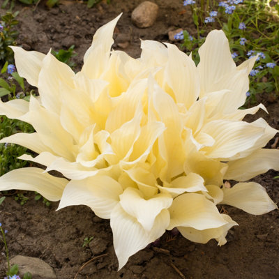 Lincolnshire Pond Plants Hosta 'white Feather'2X Plants And 2X Pots & CompostMarginal Aquatic Pond Plant from B&Q
