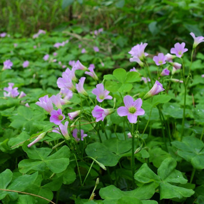  - Oxalis Corymbosa3X 1 Litre PlantsMarginal Aquatic Pond Plant