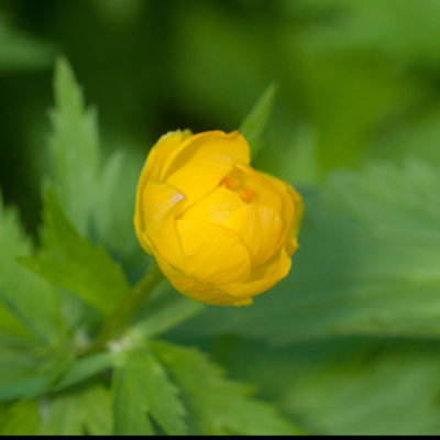 Lincolnshire Pond Plants Trollius Chinensis 'superbus'2X Plants And 2X Pots & CompostMarginal Aquatic Pond Plant from B&Q