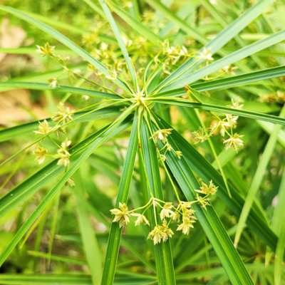Lincolnshire Pond Plants Cyperus Haspen 'viviparus'3X 9Cm PlantsMarginal Aquatic Pond Plant from B&Q