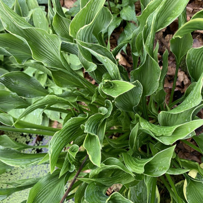 Lincolnshire Pond Plants Hosta 'praying Hands'3Ltr PottedMarginal Aquatic Pond Plant from B&Q