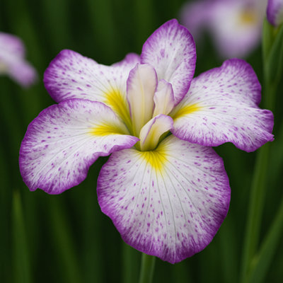 Lincolnshire Pond Plants Iris Ensata 'dinner Plate Tiramisu'3Ltr BarerootMarginal Aquatic Pond Plant from B&Q