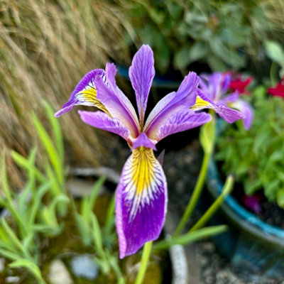 Lincolnshire Pond Plants Iris Pseudacorus 'holden's Child'1Ltr BarerootMarginal Aquatic Pond Plant from B&Q
