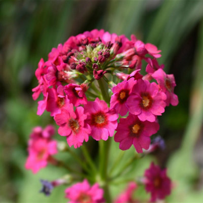 Lincolnshire Pond Plants Primula Japonica 'miller's Crimson'1Ltr BarerootMarginal Aquatic Pond Plant from B&Q