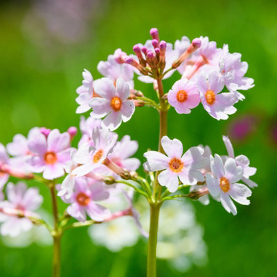 Lincolnshire Pond Plants Primula Japonica 'apple Blossom'3X 1Ltr PlantsMarginal Aquatic Pond Plant from B&Q