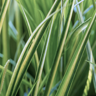 Lincolnshire Pond Plants Scirpus Lacustris 'albescens'2X Plants And 2X Pots & CompostMarginal Aquatic Pond Plant from B&Q
