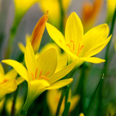 Lincolnshire Pond Plants Zephyranthes Grandiflora 'yellow'1Ltr PottedMarginal Aquatic Pond Plant from B&Q