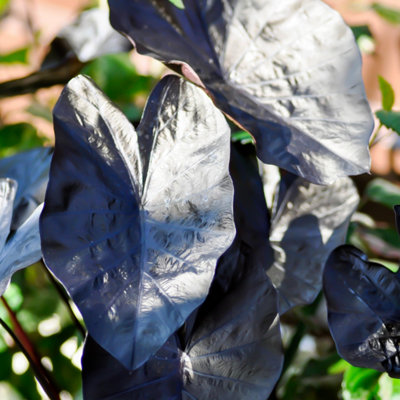 Lincolnshire Pond Plants Colocasia 'black Ripple'3Ltr BarerootMarginal Aquatic Pond Plant from B&Q