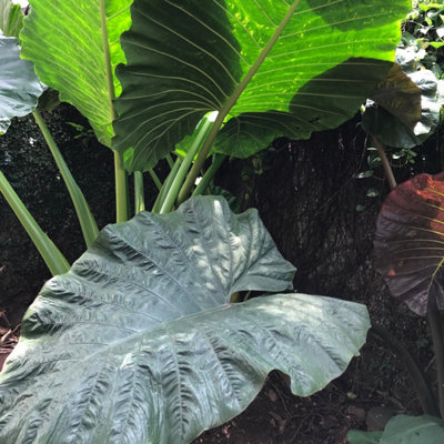 Lincolnshire Pond Plants Colocasia 'metallica'1Ltr PottedMarginal Aquatic Pond Plant from B&Q