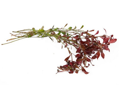 Lincolnshire Pond Plants Ludwigia Glandulosa3X BunchesOxygenating Marginal Aquatic Pond Plant from B&Q