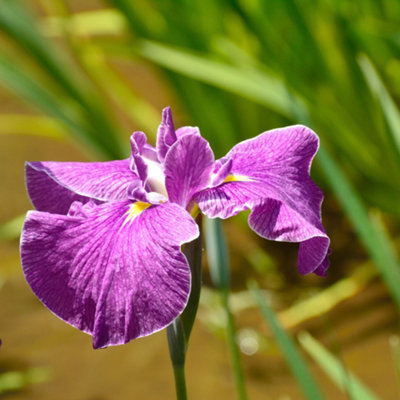 Lincolnshire Pond Plants Iris Ensata 'crystal Halo'3Ltr BarerootMarginal Aquatic Pond Plant from B&Q