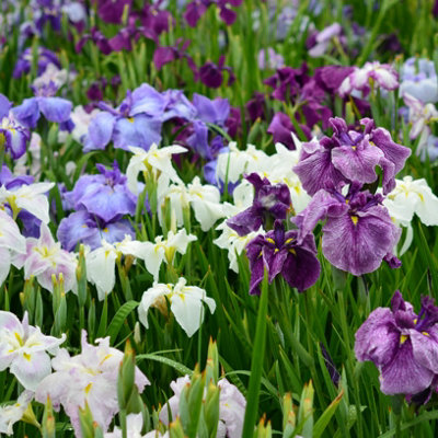 Lincolnshire Pond Plants Iris Ensata 'breeders Mix'3Ltr PottedMarginal Aquatic Pond Plant from B&Q