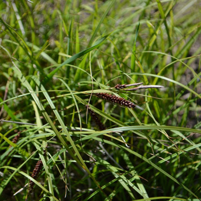Lincolnshire Pond Plants Carex Flacca1Ltr BarerootMarginal Aquatic Pond Plant from B&Q