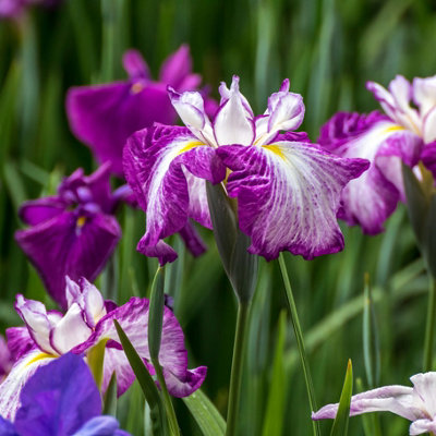 Lincolnshire Pond Plants Iris Ensata 'harlequinesque'1Ltr PottedMarginal Aquatic Pond Plant from B&Q