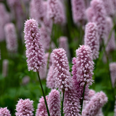 Lincolnshire Pond Plants Persicaria Bistorta 'bistort'1Ltr BarerootMarginal Aquatic Pond Plant from B&Q