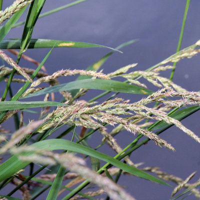 Lincolnshire Pond Plants Phalaris Arundinacea 'reed Canary Grass'1Ltr PottedMarginal Aquatic Pond Plant from B&Q