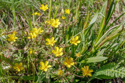 Lincolnshire Pond Plants Potentilla Hippiana1Ltr BarerootMarginal Aquatic Pond Plant from B&Q