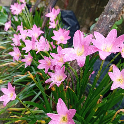 Lincolnshire Pond Plants Zephyranthes Grandiflora 'pink'3Ltr BarerootMarginal Aquatic Pond Plant from B&Q