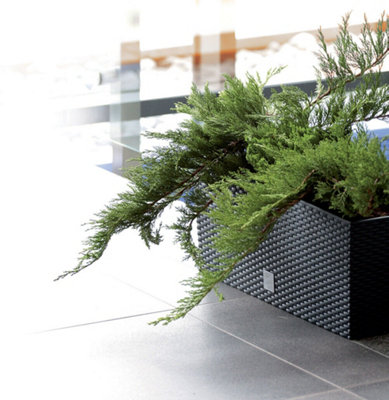 Urbn-Living Urbnliving 77Cm Width 72L Anthracite Tall Rectangle Rato Case Medium Rattan Flower Pot Planter from B&Q