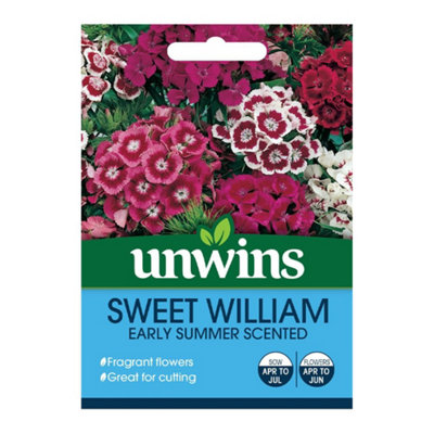 True Gifts Sweet William, Garden Flower Seeds Grow Your Own Colourful Flowers, Attract Butterflies & Bees B&Q