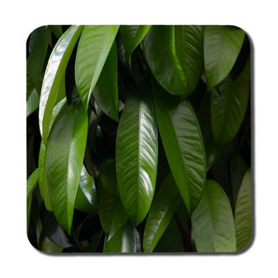 Andrew Lee Closeup Of Beautiful Glossy Green Leaves (Coaster) / Default Title from B&Q
