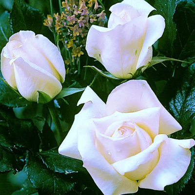 Silver Anniversary Rose Fragrant White Hybrid Tea Rose In 5.5L Pot Garden Plant from B&Q