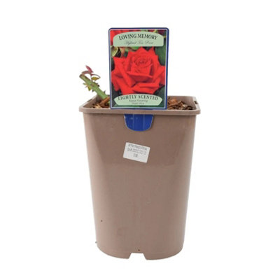Pink Hydrangea Macrophylla Cream Metal Planter Vertical Line 3L Pot Summer Bloom Patio Garden Gift Plant Uk from B&Q