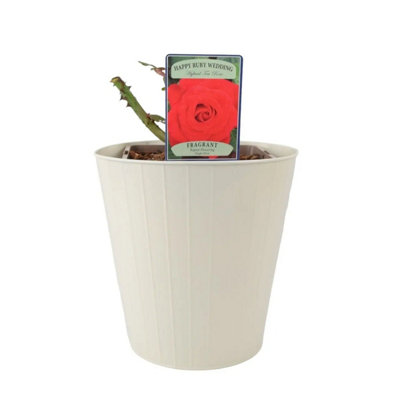 Ruby Anniversary Wedding Rose In 5.5L Pot  Dark Red Blooms For Special Occasions In Metal Cream Vertical Line Planter from B&Q