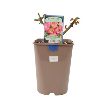 Rose Birthday Girl Pots 5.5L Pot Cream And Pink Blooms Garden Plant from B&Q