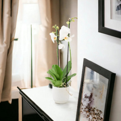 Double Stem White Phalaenopsis Orchid In 12Cm Pot Garden Plant from B&Q
